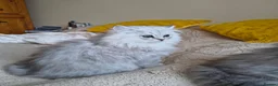 Scottish Fold cats for sale: Scottish fold and straight ear kitten's 😻 - Advert 7
