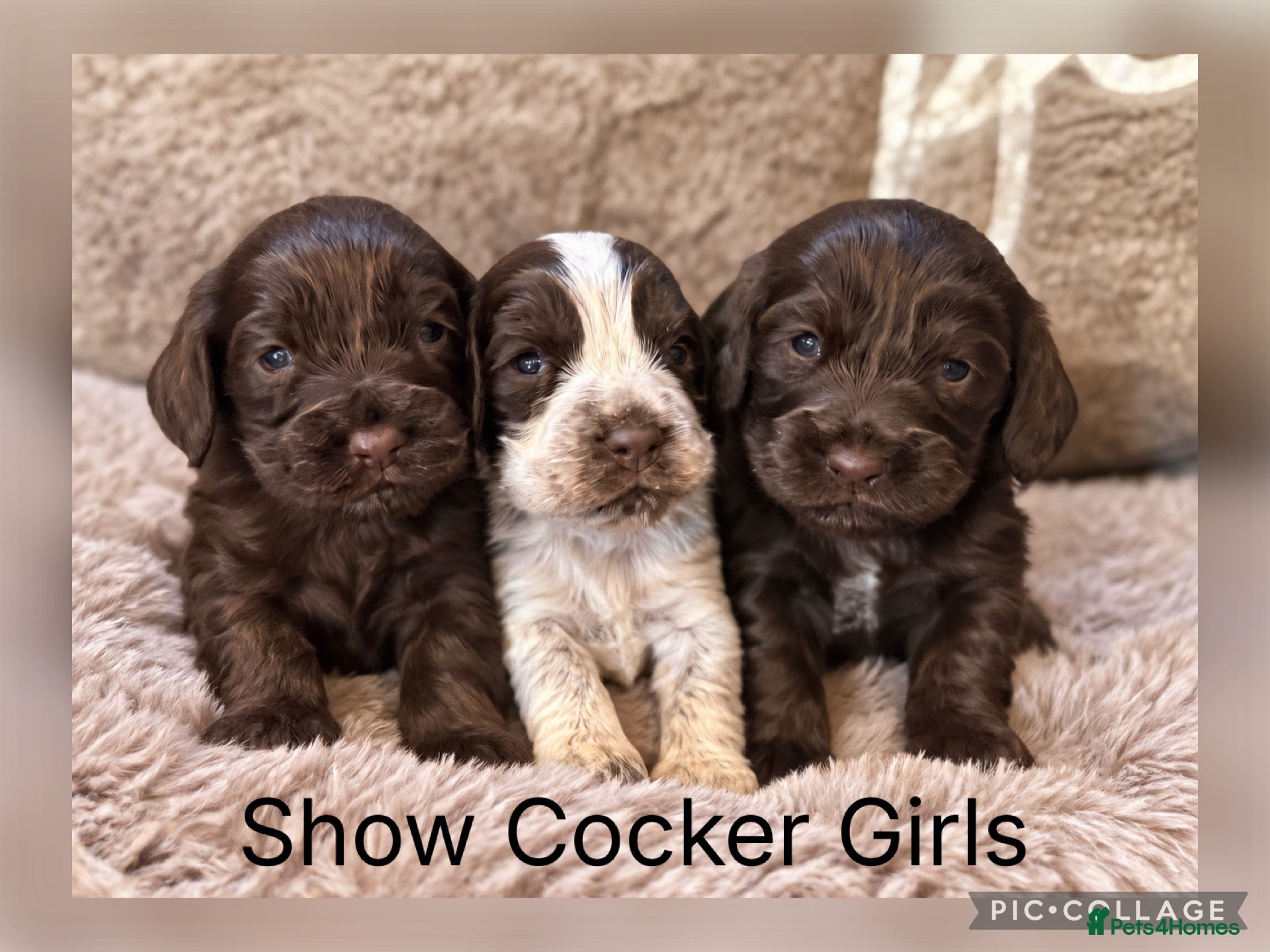 Cocker Spaniel dogs Stunning Show Cocker Spaniels full - Advert 1