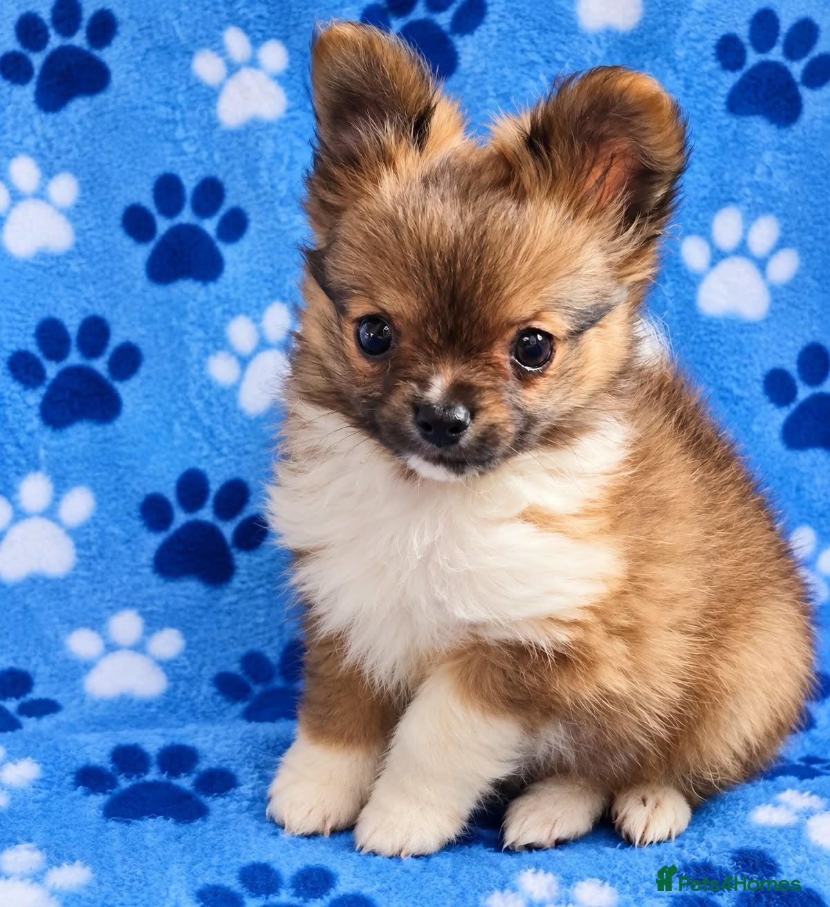 Chihuahua dogs Long haired chihuahua puppies  - Advert 13