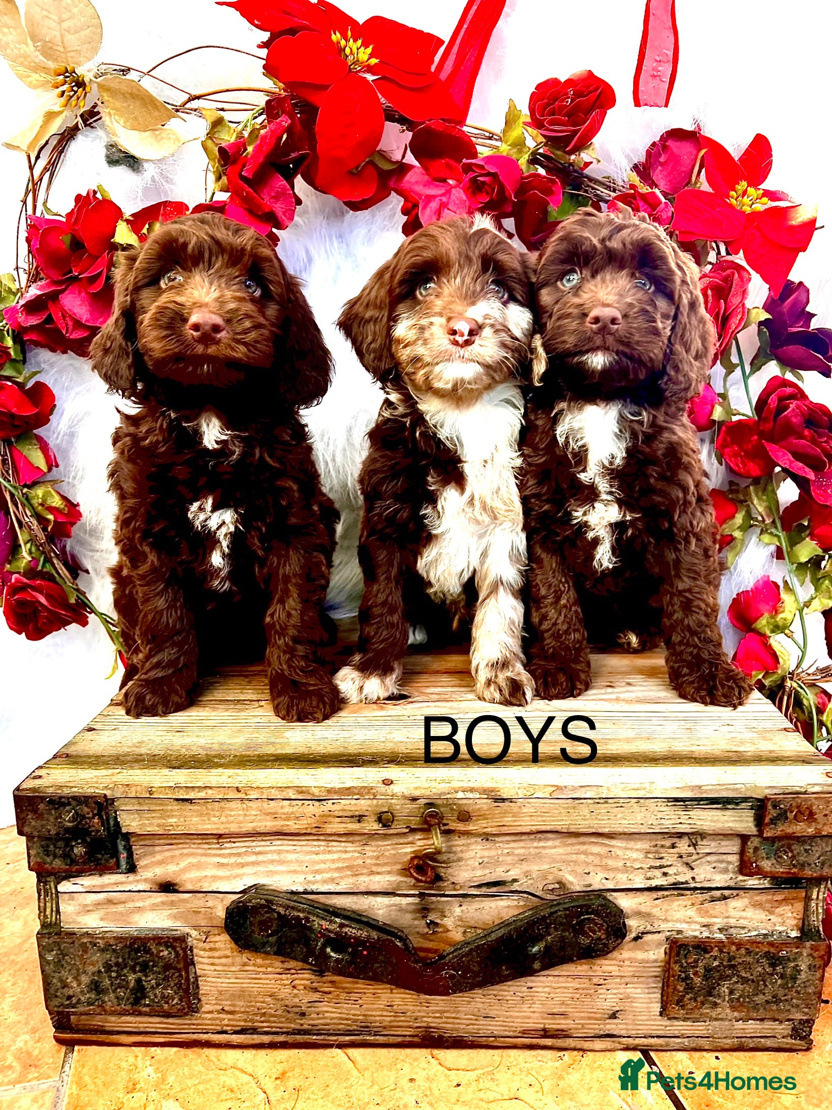 Sproodle dogs Chocolate Sproodle Puppies rare Merle  - Advert 3