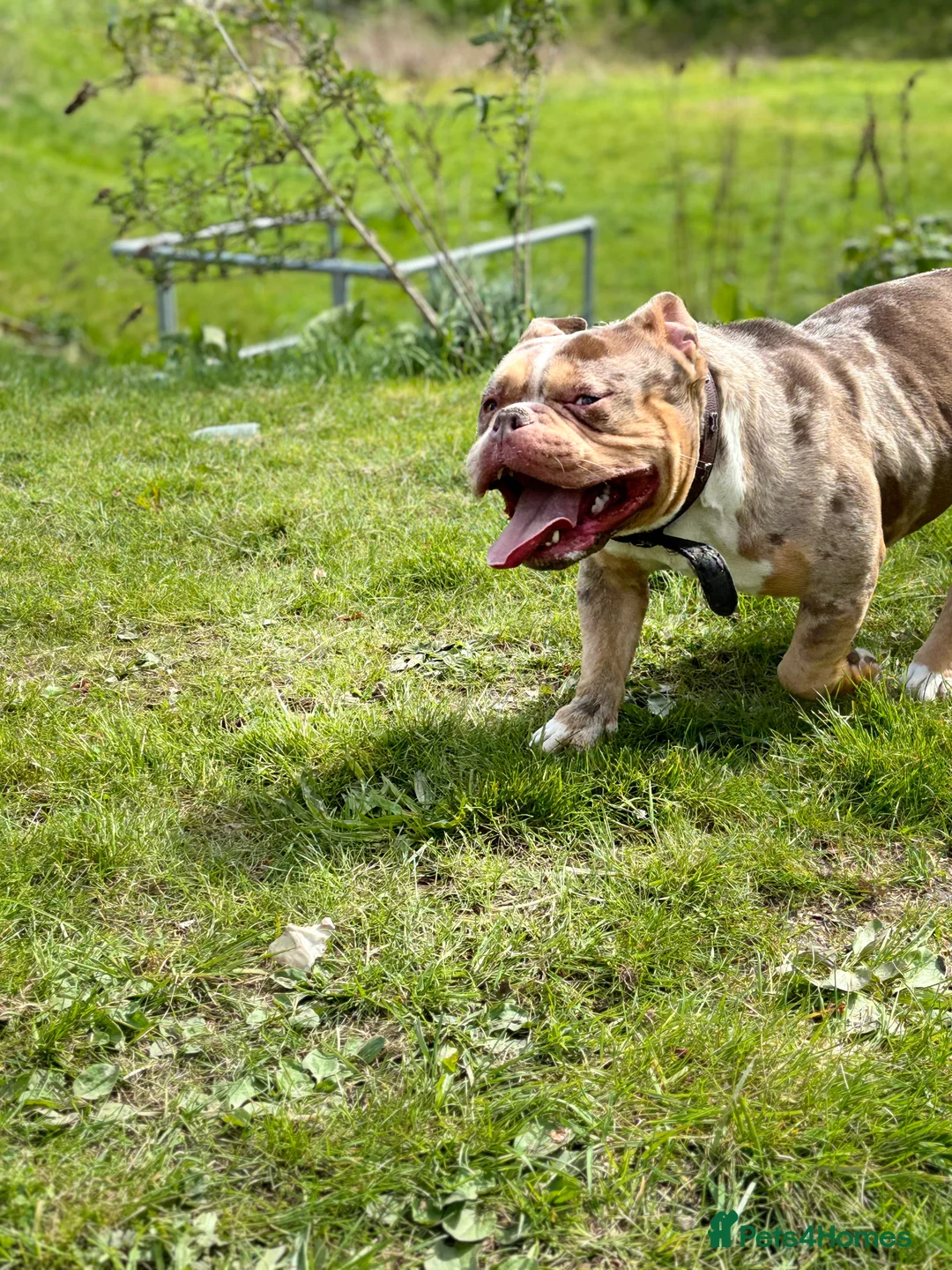 Mixed Breed dogs for sale: Loveable pocket bully Callie in Birmingham - Advert 1