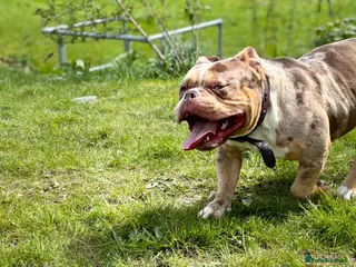 Mixed Breed dogs Loveable pocket bully Callie in Birmingham - Advert 4