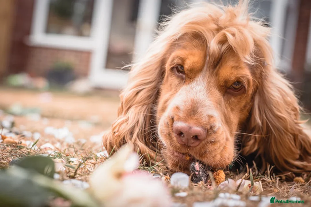 Cocker Spaniel dogs for sale: Poppy The Pedigree, KC REG, Show Cocker Spaniel - Advert 19