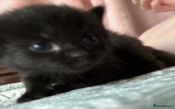 Norwegian Forest Cat cats for sale: Norwegian forest x kittens - Image 12