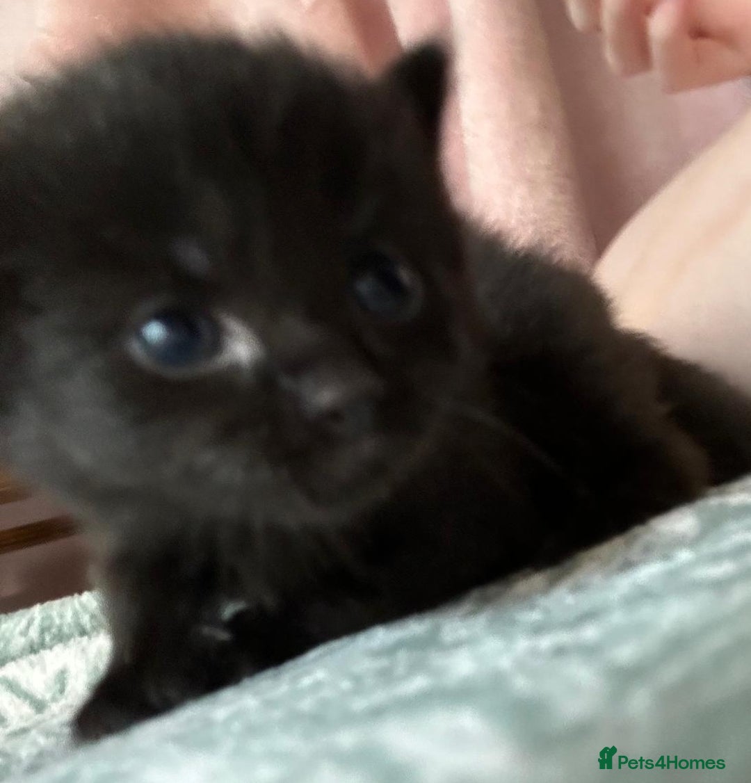 Norwegian Forest Cat cats for sale: Norwegian forest x kittens - Image 12