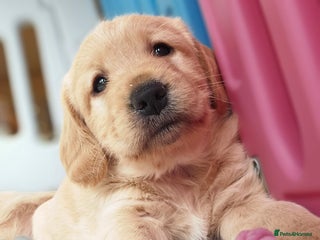 Labradoodle dogs F1 MINI LABRADOODLE - Advert 1