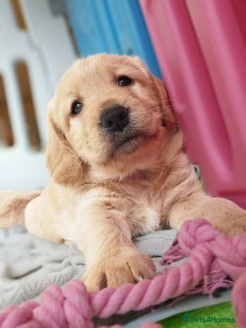 Labradoodle dogs F1 MINI LABRADOODLE - Advert 1