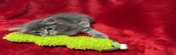 Maine Coon cats for sale: 6 Beautiful Maine Coon crossed Ragdoll kittens - Advert 5