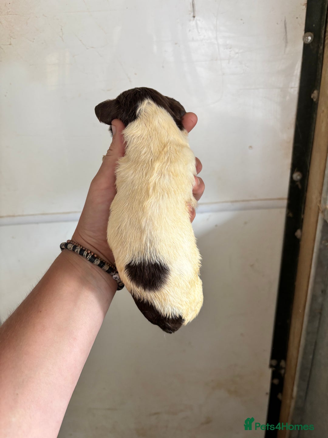 English Springer Spaniel dogs for sale: Springer Spaniel Puppies  - Image 10