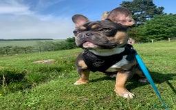 French Bulldog dogs for stud: Blue/Tan/White Frenchie Stud - KC & Fluffy Carrier in Edinburgh - Image 8