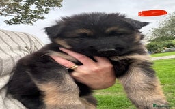 German Shepherd dogs for sale: German shepherd puppies  - Image 9