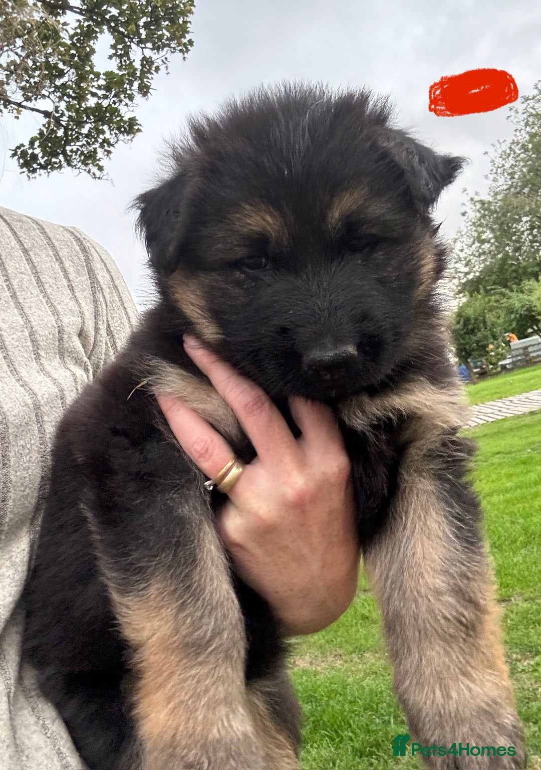 German Shepherd dogs for sale: German shepherd puppies  - Image 9