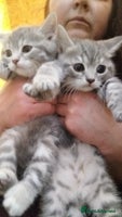 British Shorthair cats British Shorthair kittens Tica Registered - Advert 3