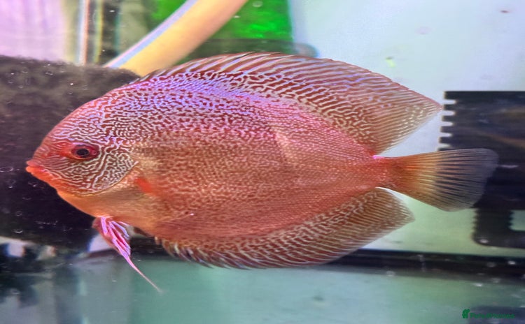 Discus fish - Advert 2