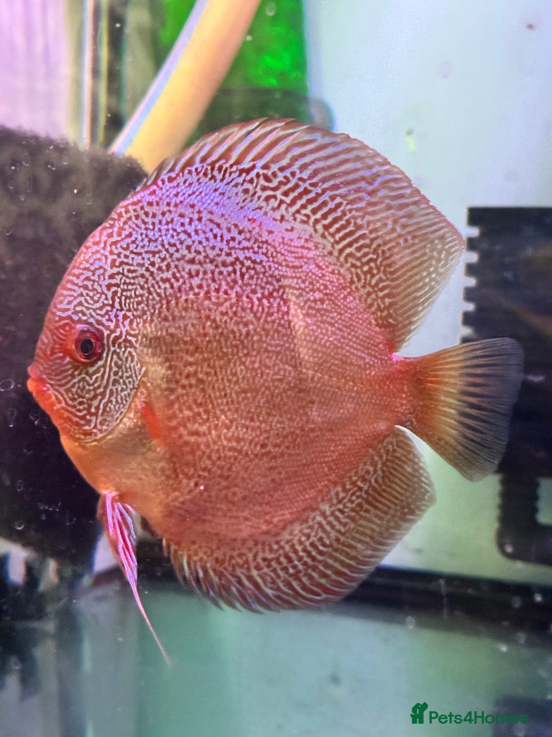 Discus fish for sale: Blue dragon snake skin Discus - Image 1