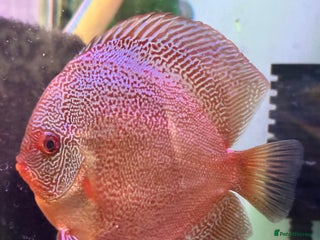 Discus fish - Advert 2