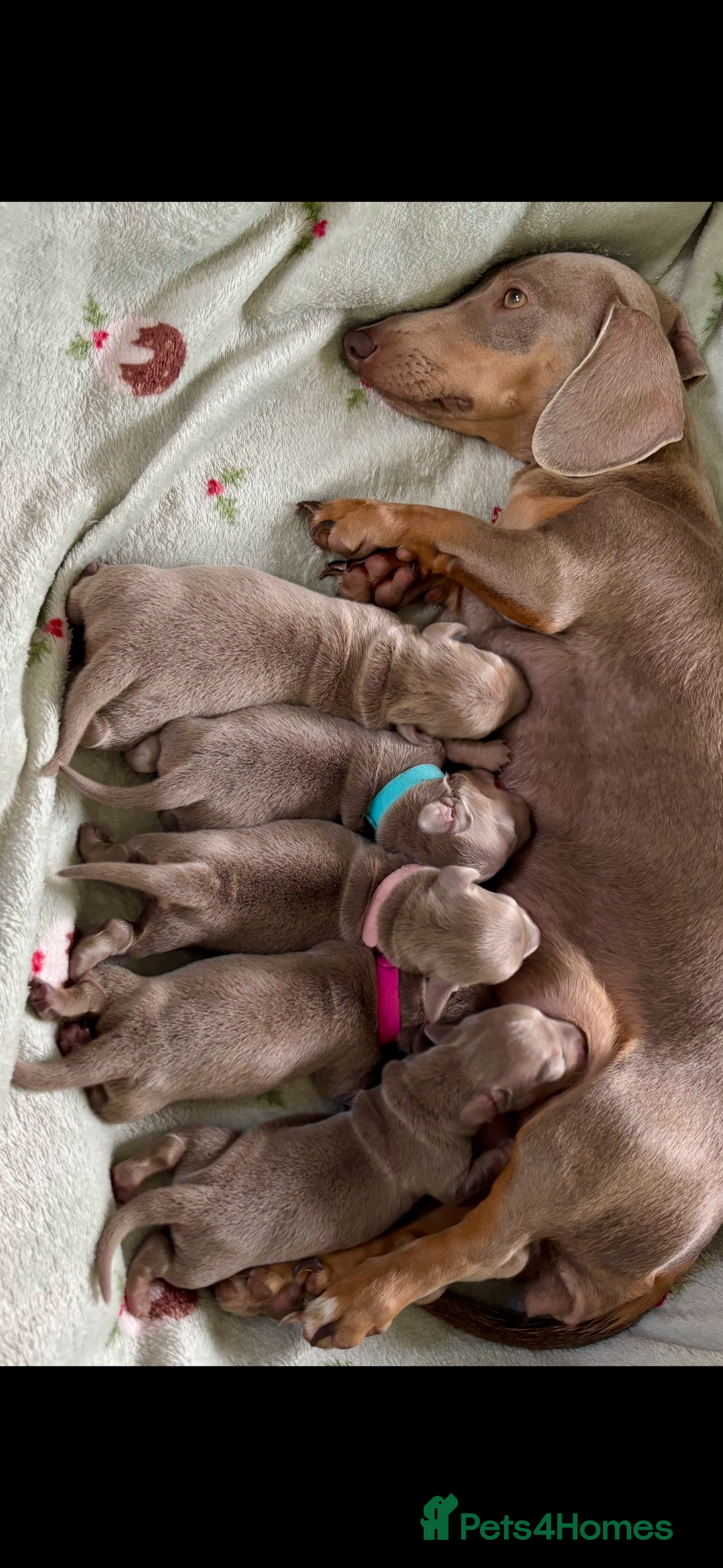 Miniature Dachshund dogs for sale: Beautiful Isabella tan puppies for sale  - Image 9