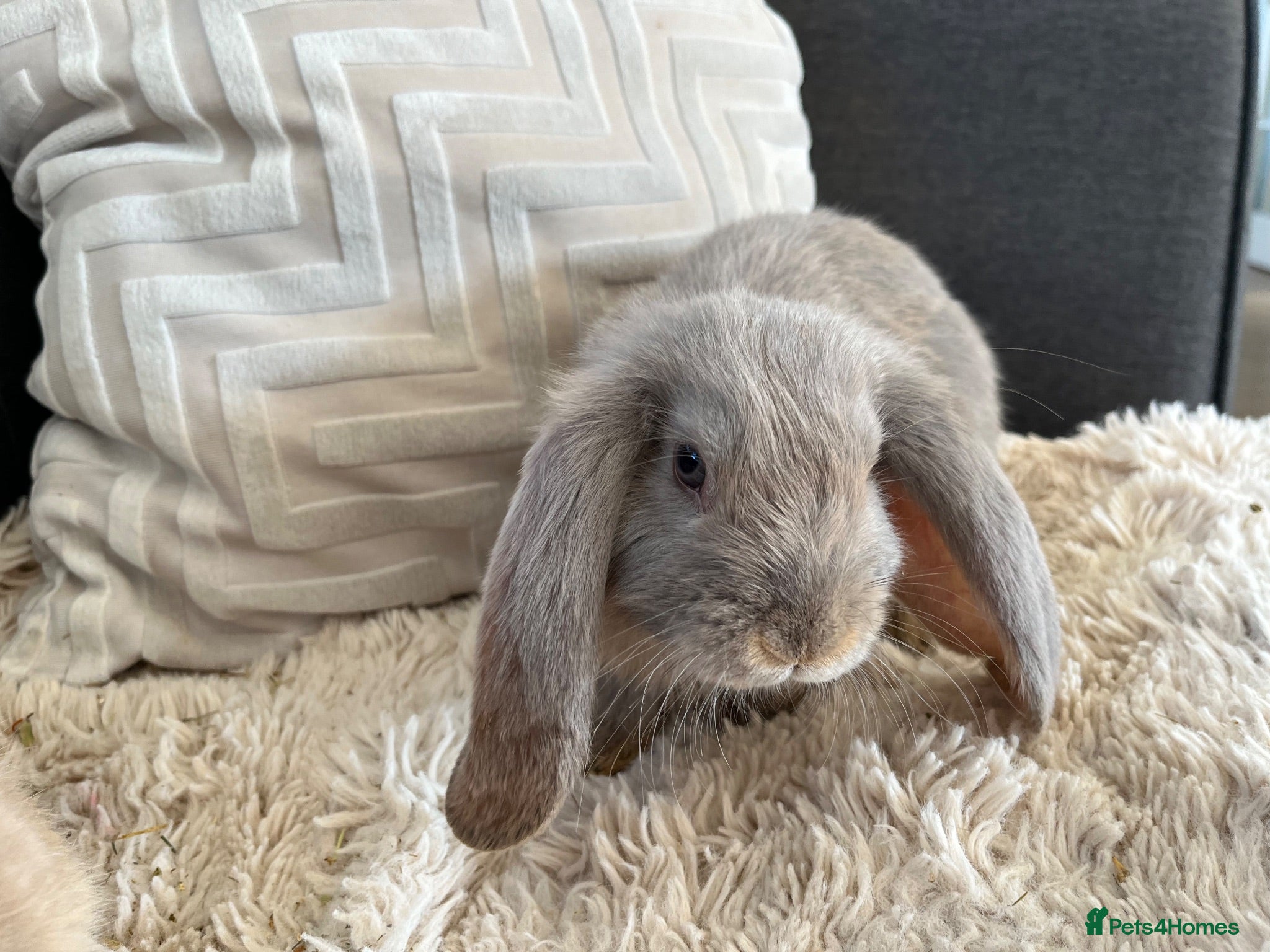 Mini Lop rabbits GIRL looking for their forever homes 🏡🐰 - Advert 1