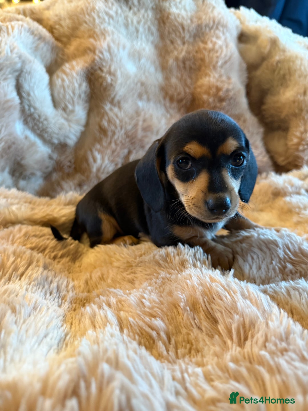 Dachshund dogs for sale: Dachshund pups Black and Tan  - Advert 4