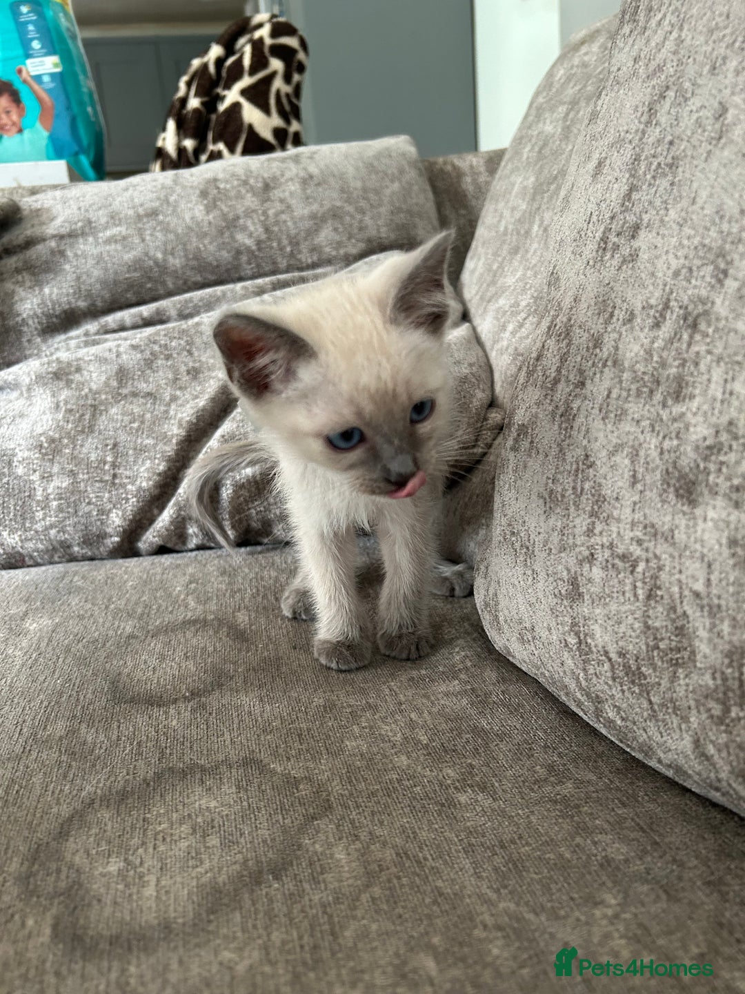 Ragamese cats for sale: Beautiful Ragamese kittens ❤️ - Image 8