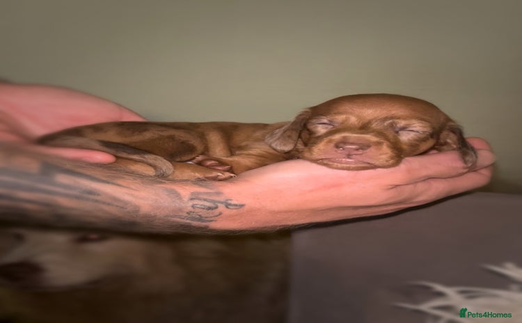 Miniature Dachshund dogs - Advert 7
