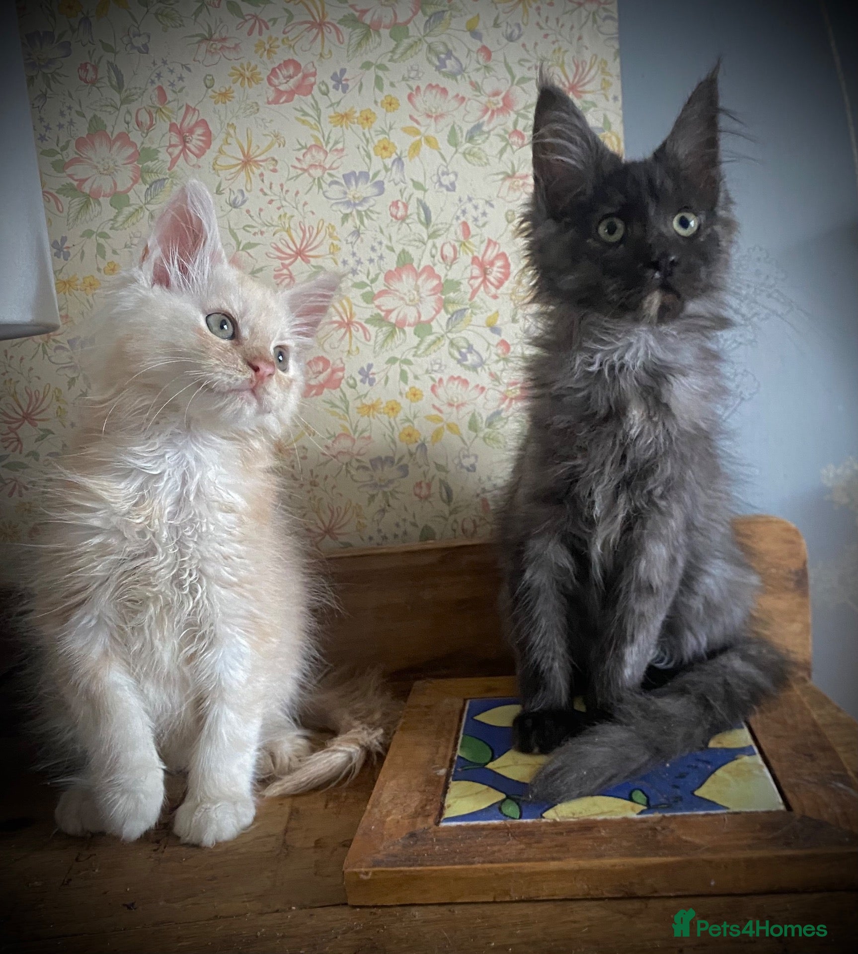 Maine Coon cats Full Russian lines Coon kittens Registered Parents - Advert 1