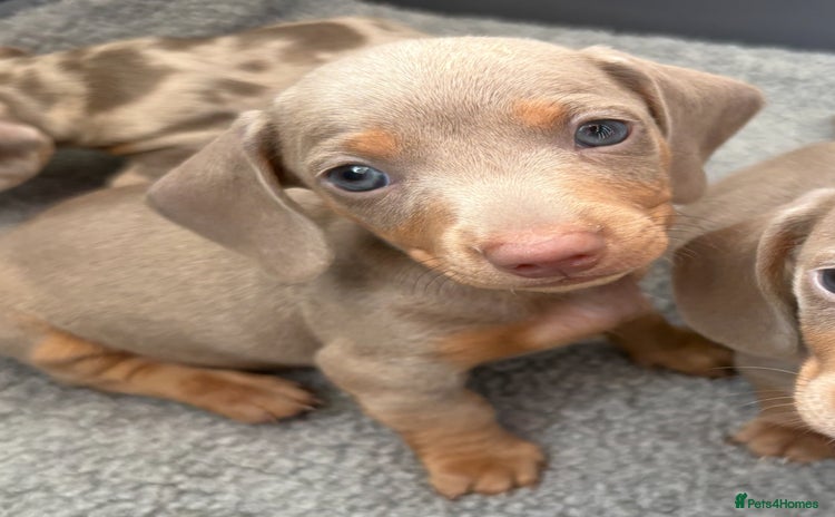 Miniature Dachshund dogs - Advert 5