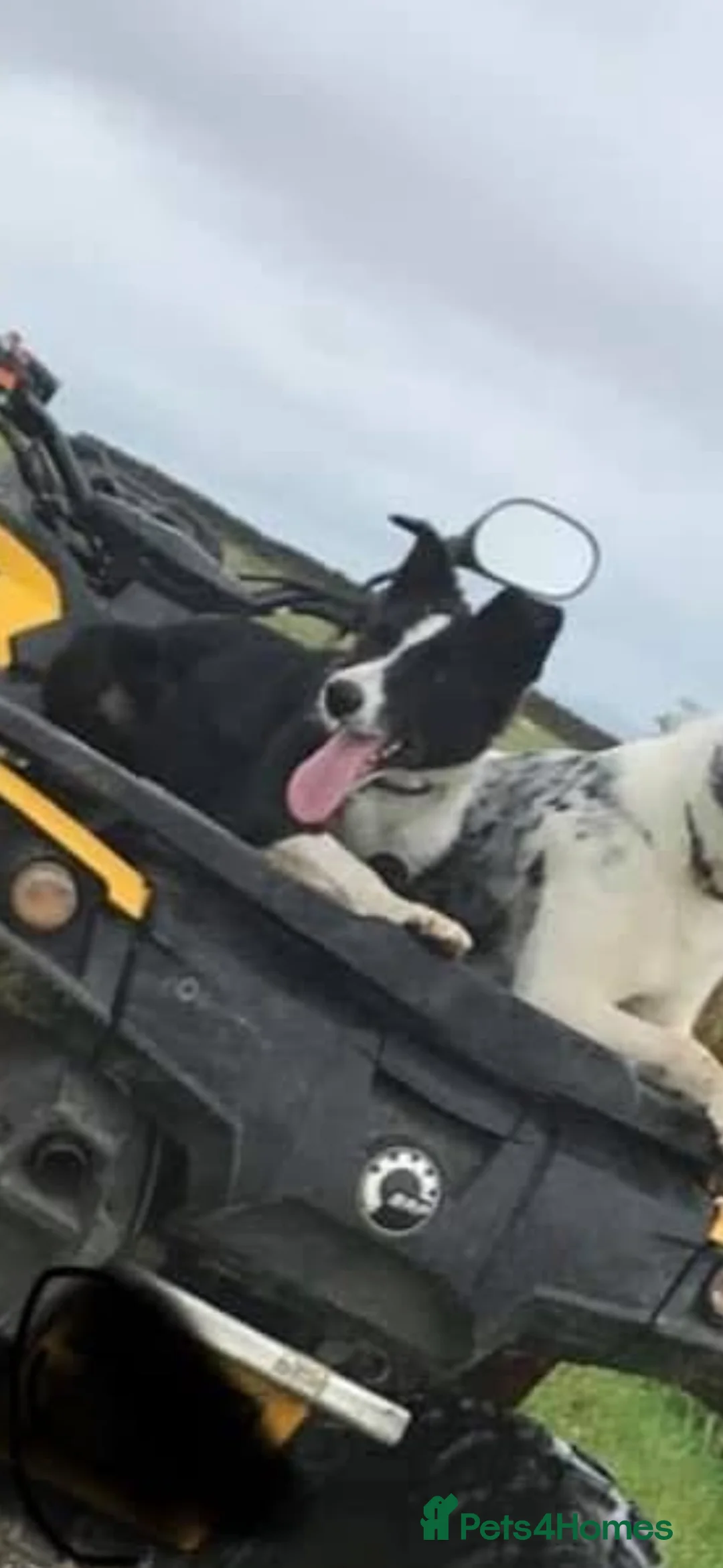 Border Collie dogs for sale: Border Collie puppies  in Keighley - Advert 2