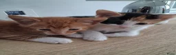 Mixed Breed cats for adoption: Blaze for adoption - Advert 4