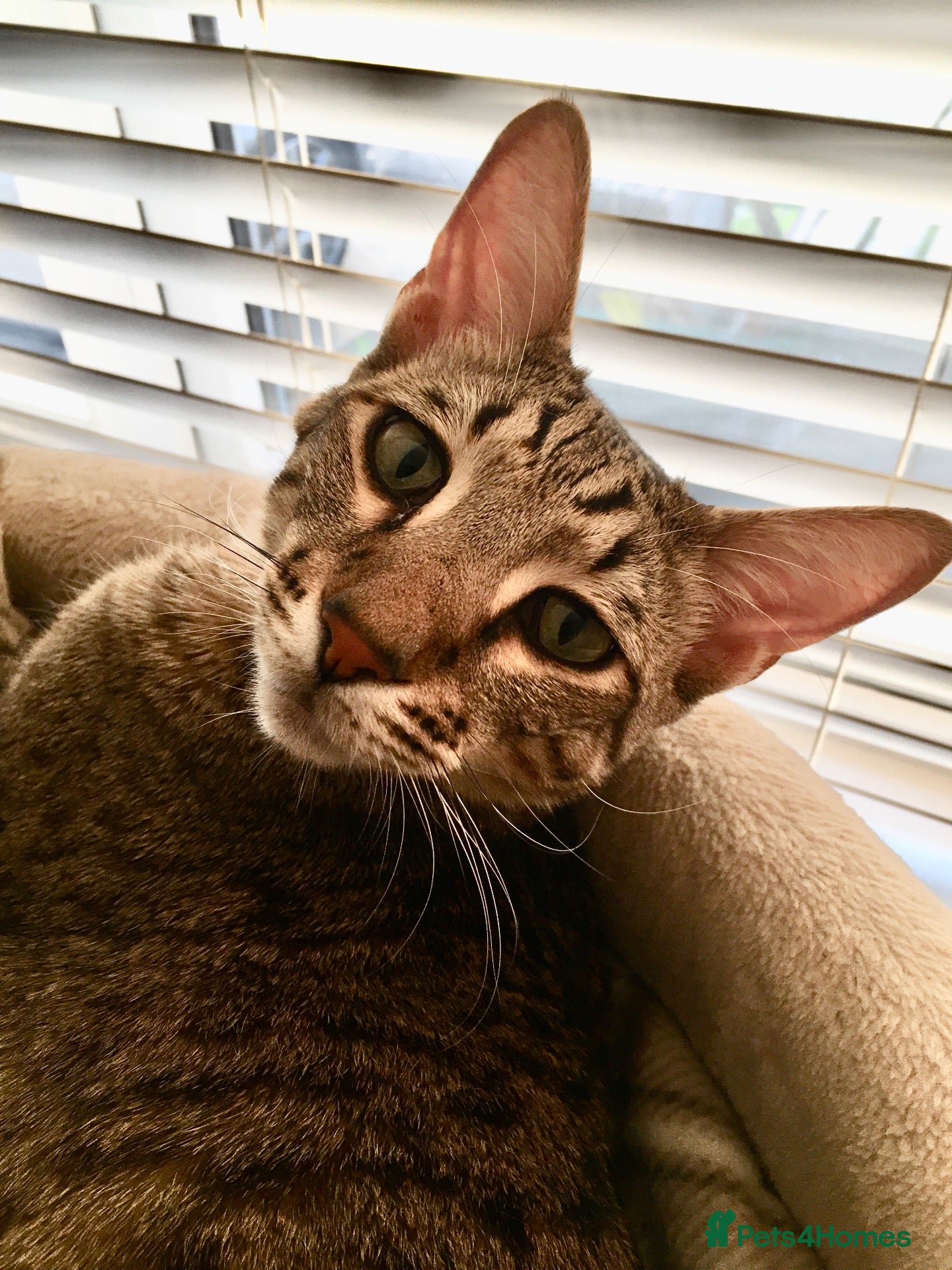 Savannah cats Loving Male Savannah Cat F4 - Advert 1