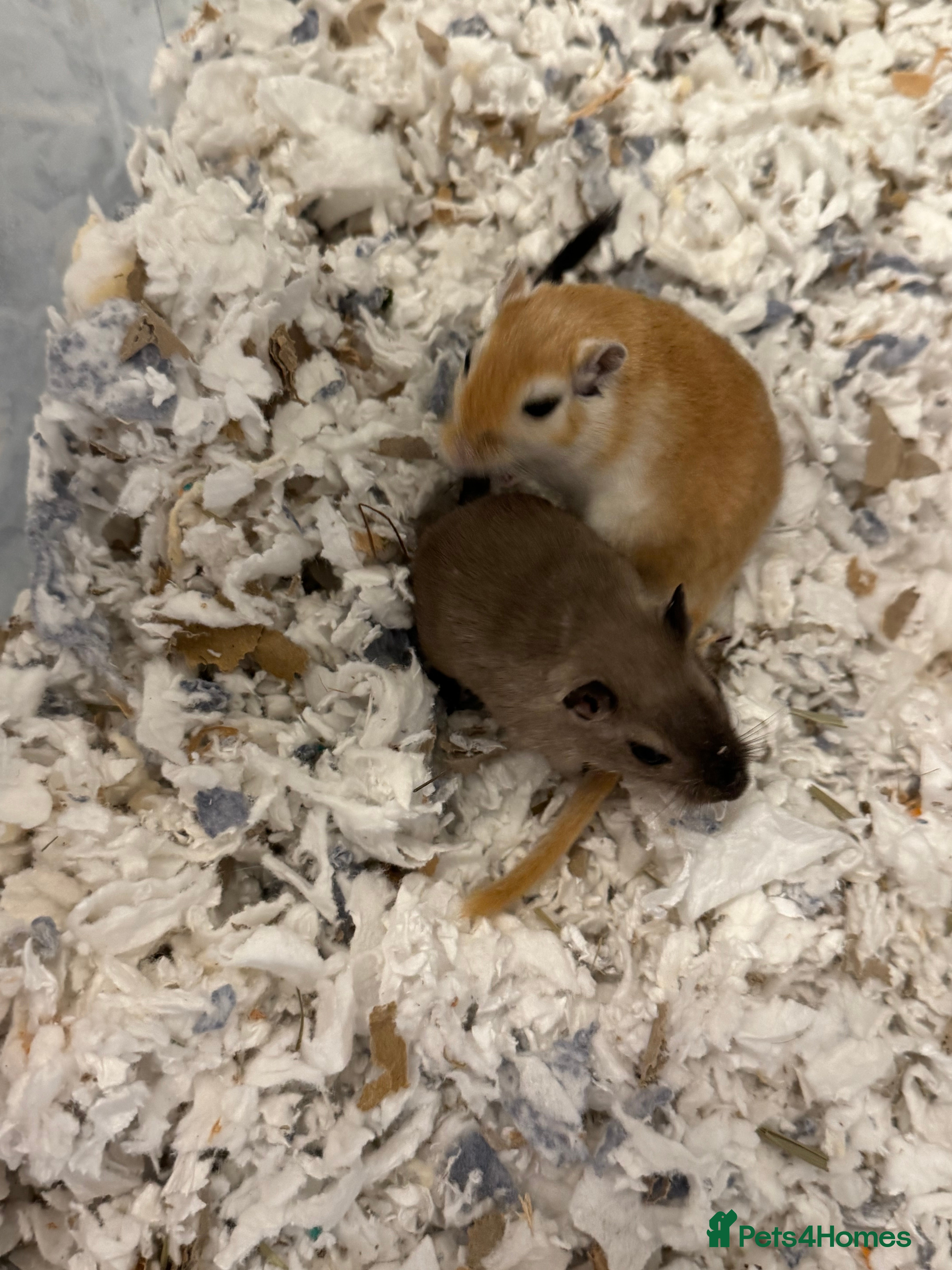 Gerbil rodents Two Female Gerbils with Cage – Loving Home Wanted - Advert 1