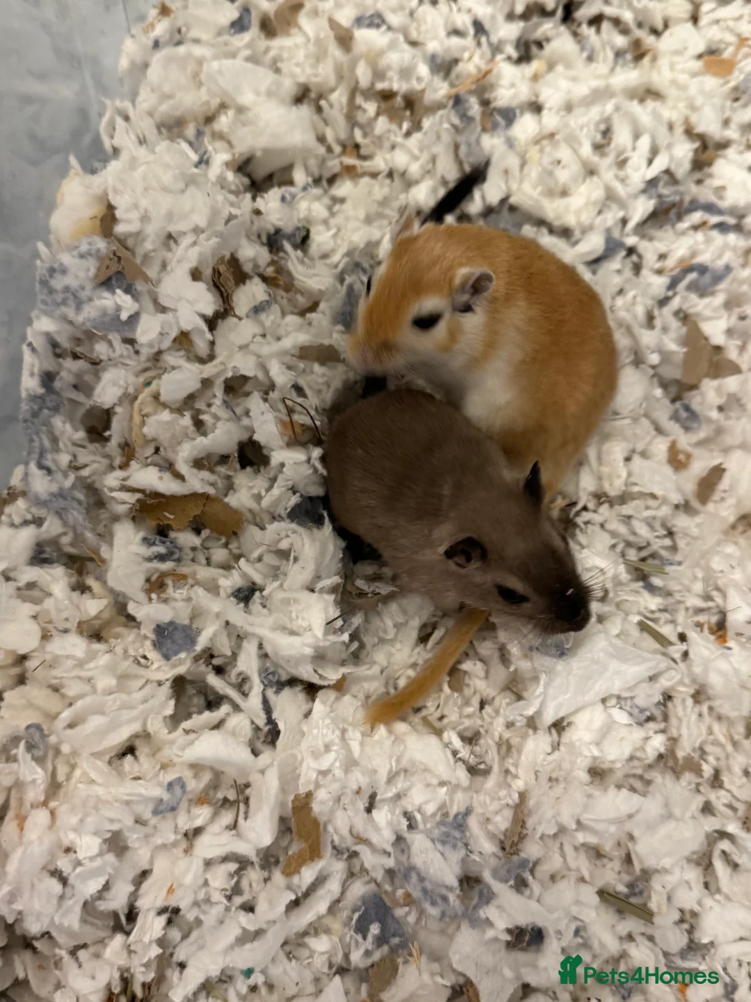Gerbil rodents for sale: Two Female Gerbils with Cage – Loving Home Wanted - Advert 1