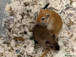 Gerbil rodents Two Female Gerbils with Cage – Loving Home Wanted - Advert 1