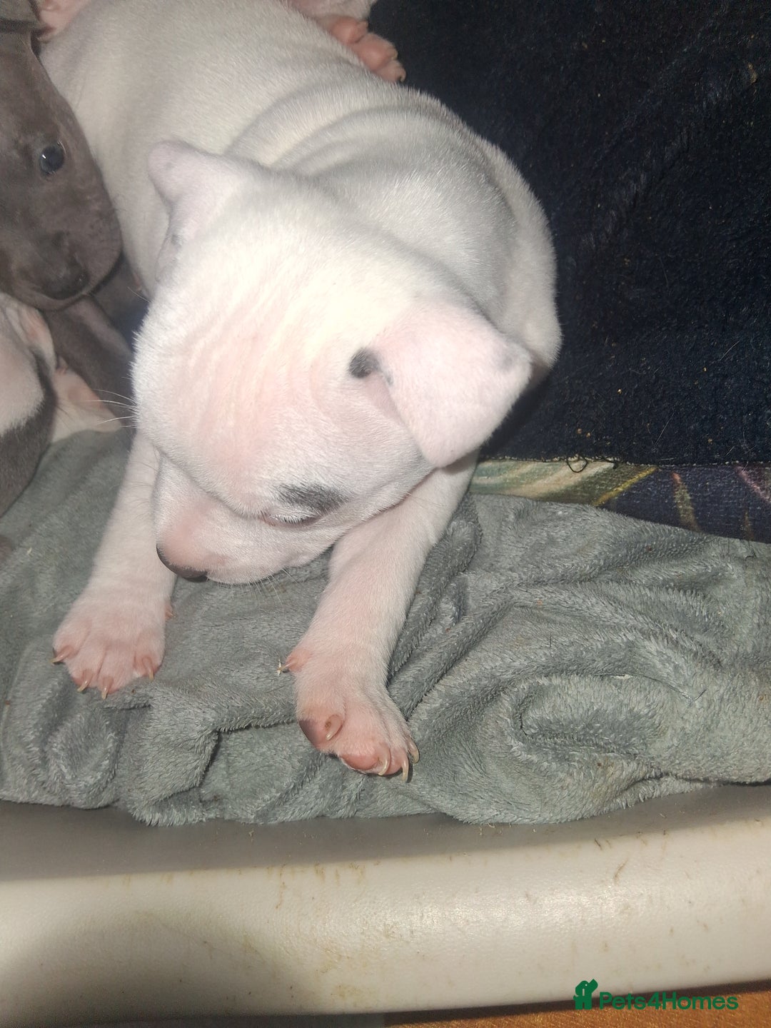 Staffordshire Bull Terrier dogs for sale: Adorable staffy puppies  - Advert 11