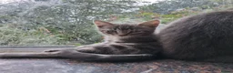 Mixed Breed cats for sale: ⭐️🐈SUPERB BENGAL X RUSSIAN BLUE 🐈⭐️ in Hatfield - Advert 1