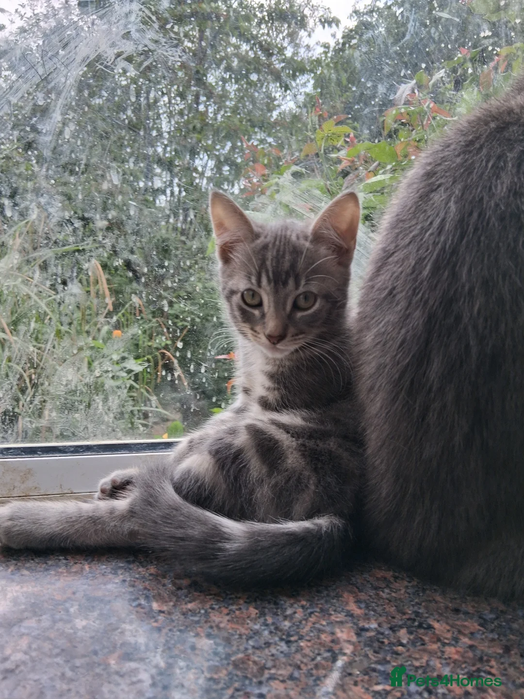 Mixed Breed cats for sale: ⭐️🐈SUPERB BENGAL X RUSSIAN BLUE 🐈⭐️ in Hatfield - Advert 1