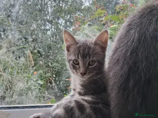 Mixed Breed cats ⭐️🐈SUPERB BENGAL X RUSSIAN BLUE 🐈⭐️ - Advert 1