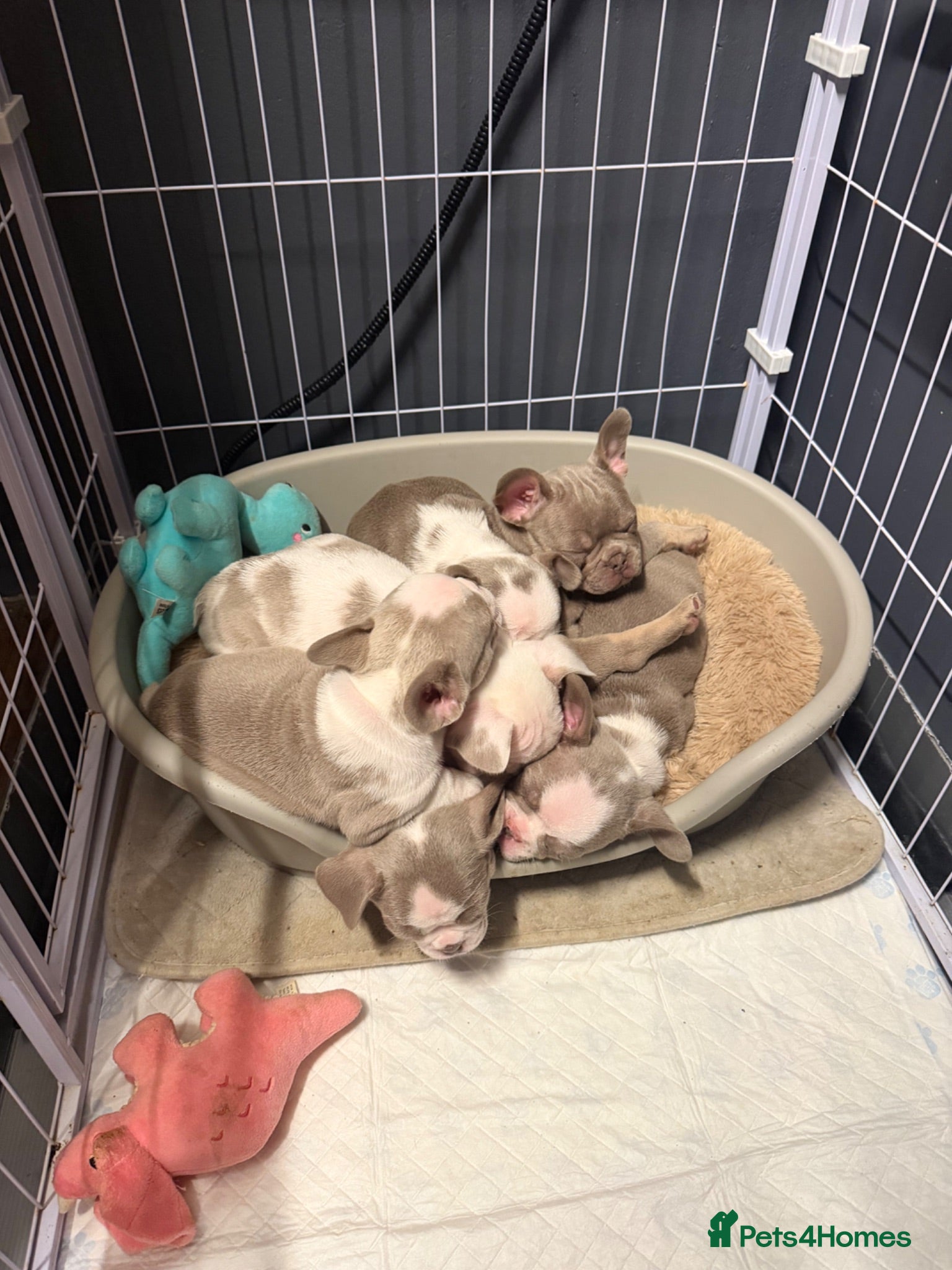 French Bulldog dogs 6x KC registered French Bulldogs - Advert 23