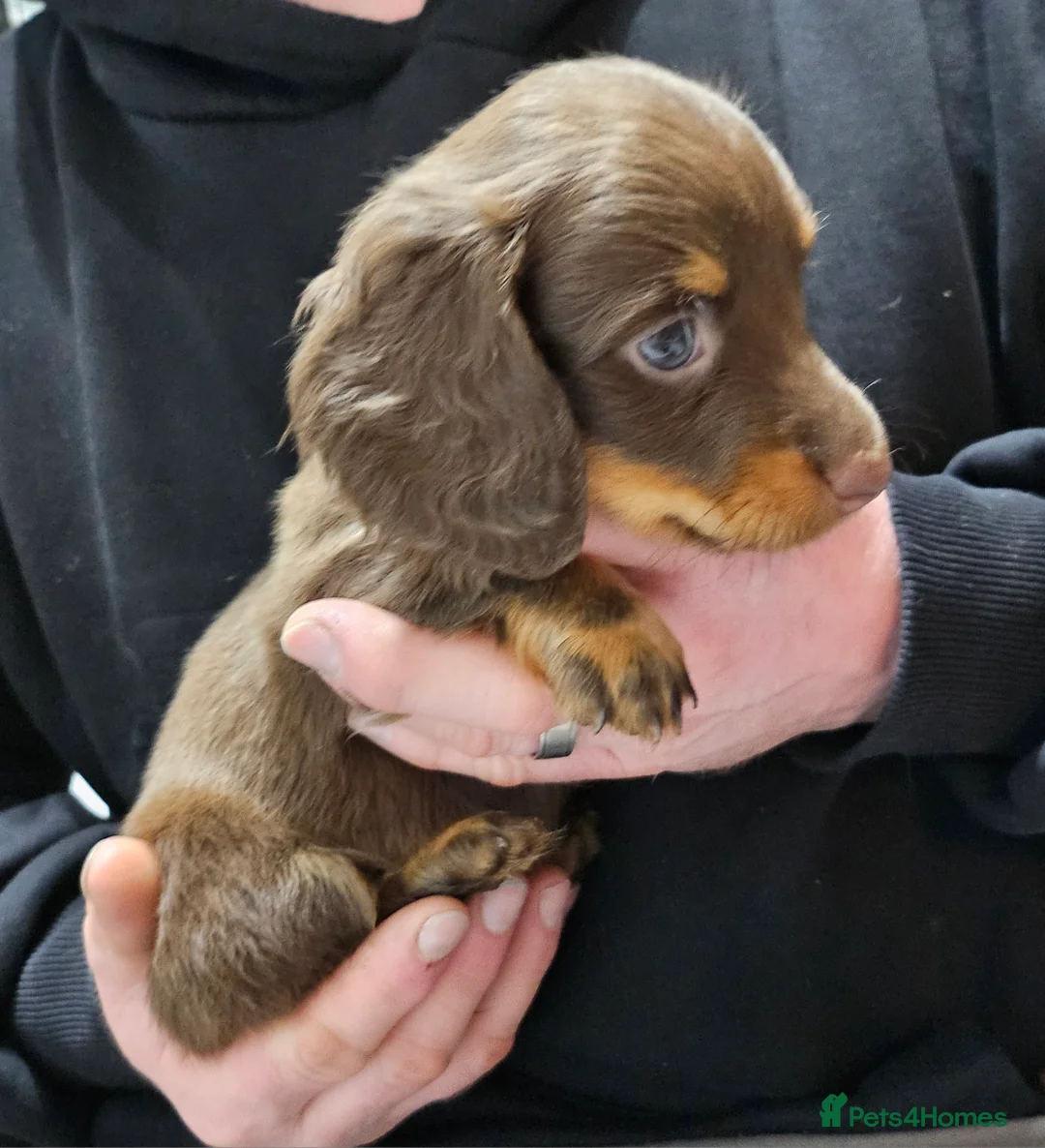 Dachshund dogs for sale: Dachshund (sausage dogs) READY NOW - Advert 8