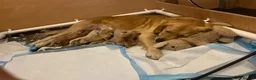 Golden Retriever dogs for sale: Beautiful golden retriever puppies  in Bristol - Advert 1