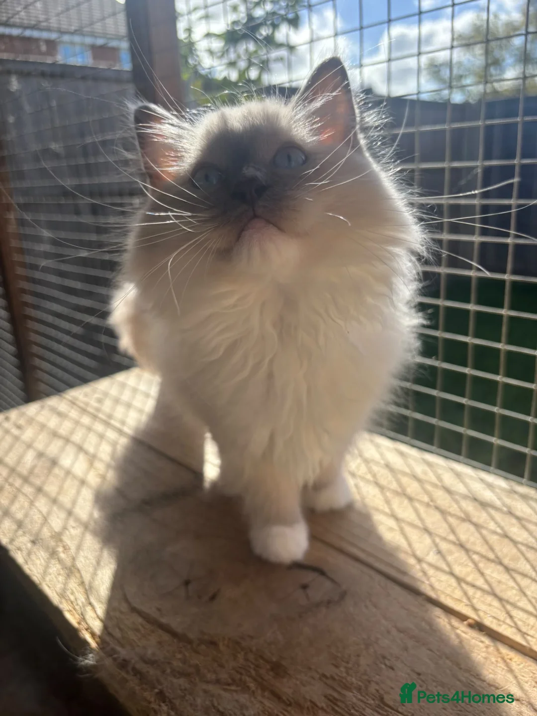 Ragdoll cats for sale: Beautiful ragdoll blue mitted female  - Advert 1