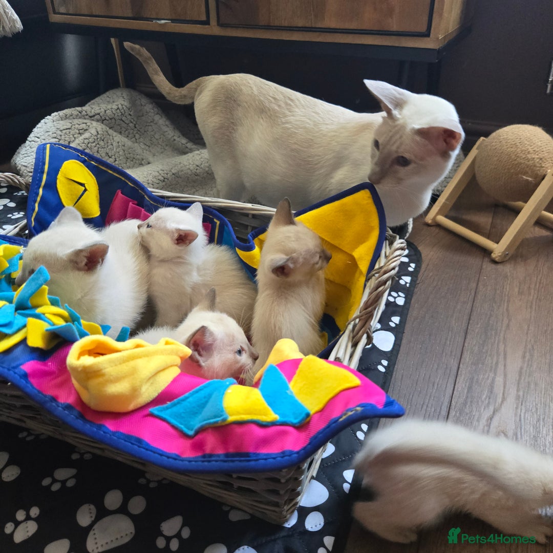 Tonkinese cats for sale: Registered, pedigree 1st generation,  VET checked  - Image 1