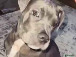 Mixed Breed dogs 4 Month Cane Corso - Advert 11