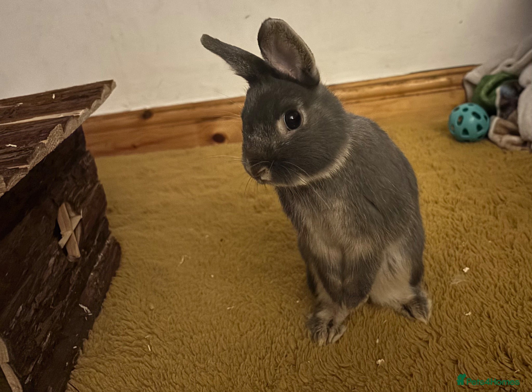 Netherland Dwarf rabbits Dwarf bunny! - Advert 7