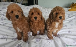 Mixed Breed dogs for sale: Westipoo ready  - Advert 5
