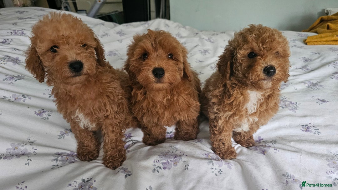 Mixed Breed dogs for sale: Westipoo ready  - Advert 5