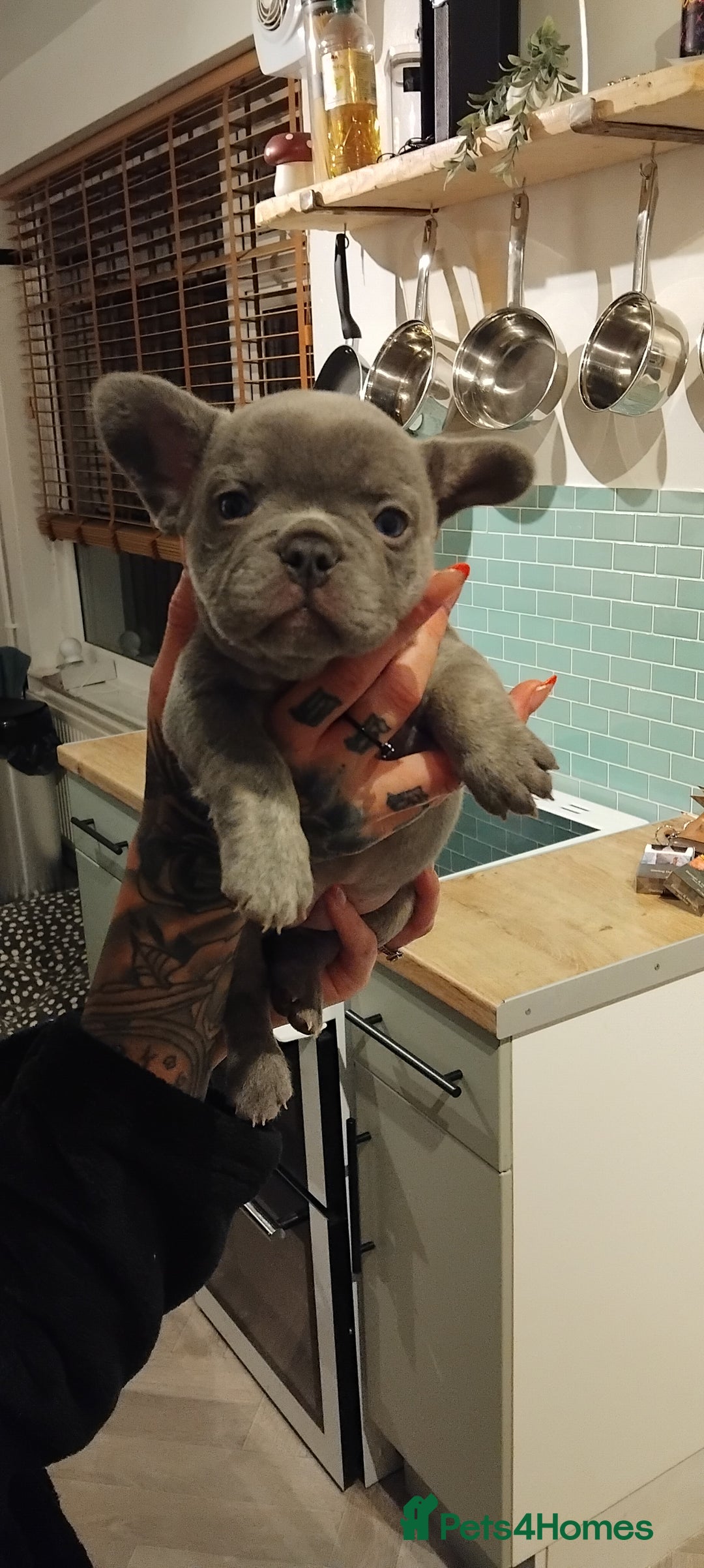 French Bulldog dogs for sale: French bulldog FLUFFY pups - Image 28