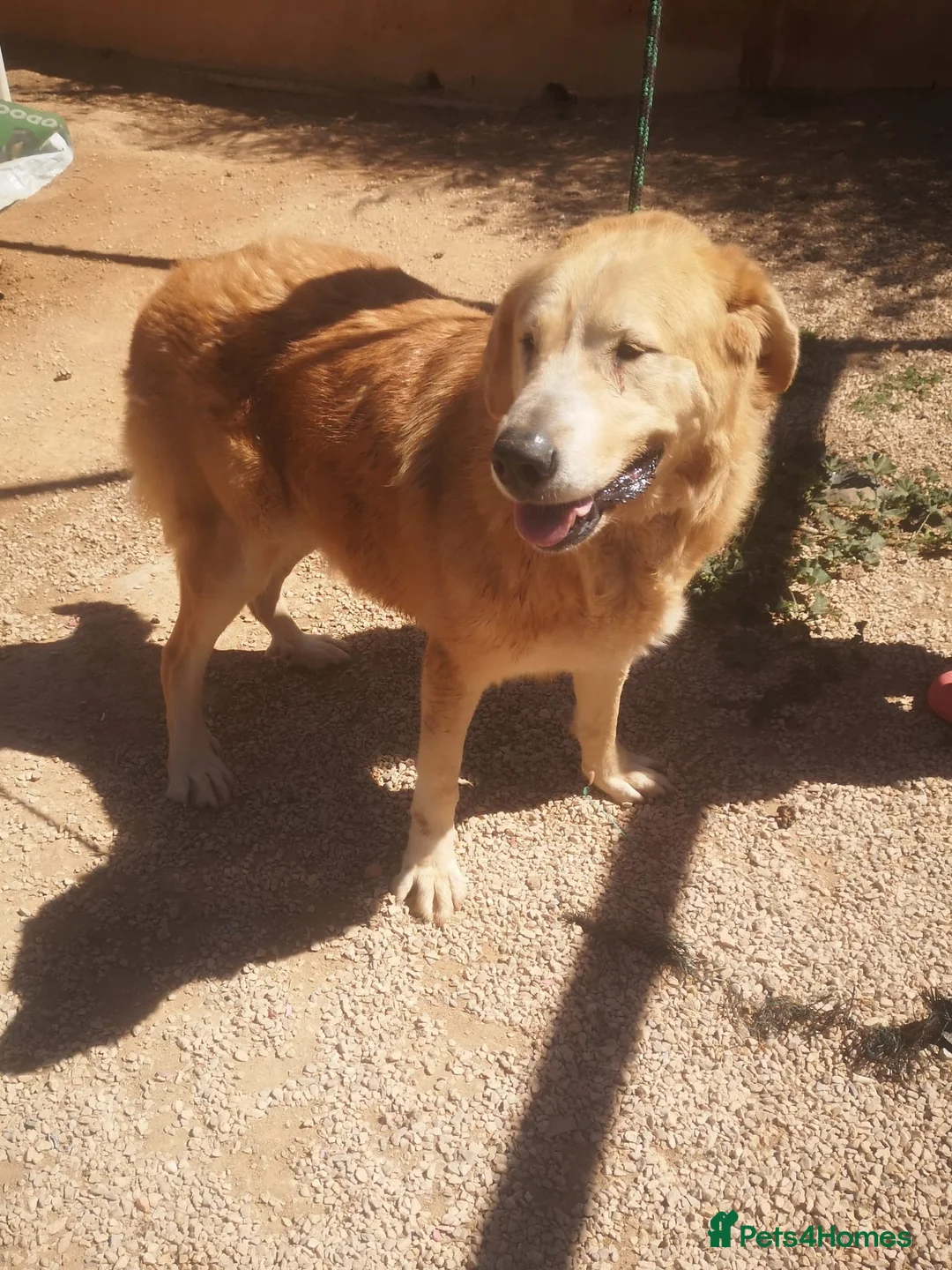 Mixed Breed dogs for adoption: 🚨URGENT🚨 MARY🩷🐾 in Hengoed - Advert 2