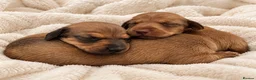 Miniature Dachshund dogs for sale: 🤍exceptional KC PRA clear miniature dachshunds   - Advert 6