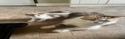 Mixed Breed cats for sale: Kittens  - Advert 1